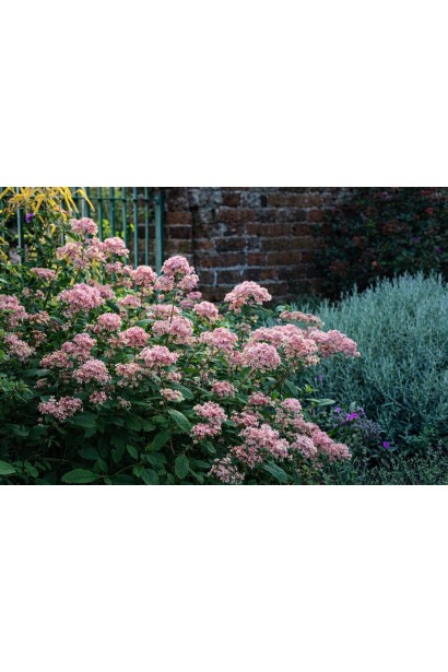 Ceanothus Перл Роуз в саду